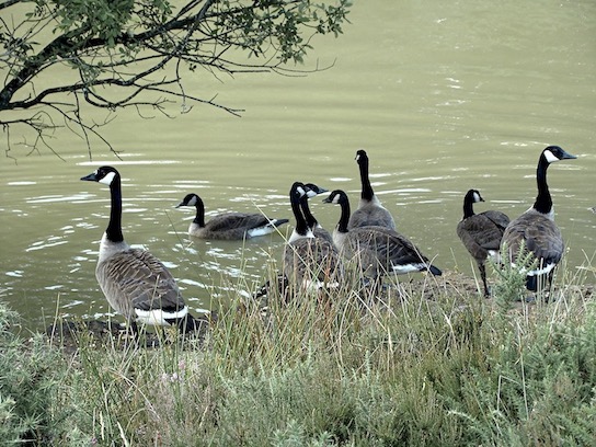 Canada goose